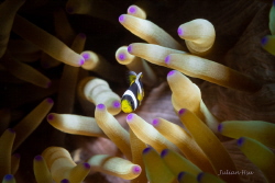 Tiny anemonefish (~5mm) by Julian Hsu 